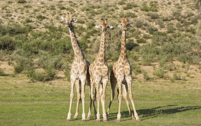 Framed Print : Picture No. 11991447 Framed Print : Picture No. 11991447