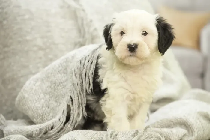 Framed Print : Picture No. 11991916 Framed Print : Picture No. 11991916