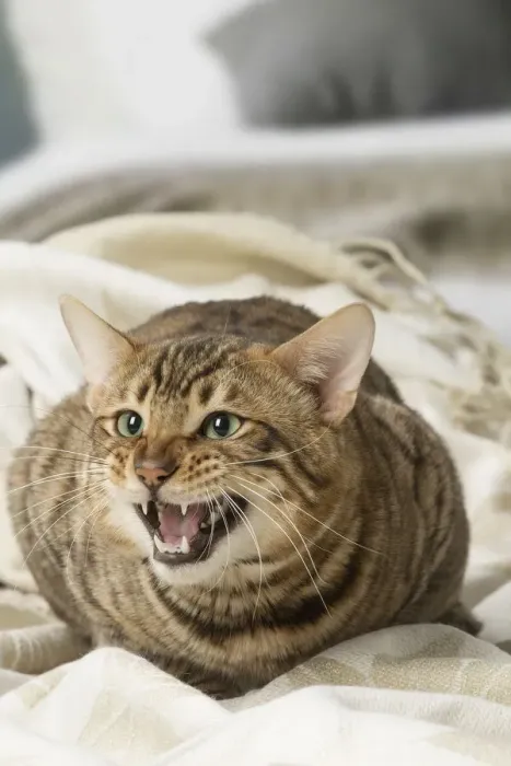 Framed Print : Picture No. 12010080 Framed Print : Picture No. 12010080