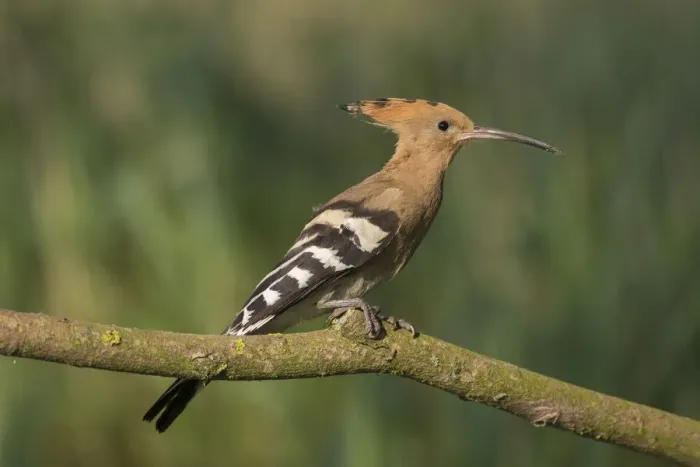 Framed Print : Picture No. 12479840 Framed Print : Picture No. 12479840