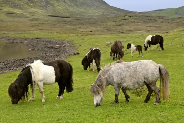 Framed Print : Piebald Shetland Pony - adults and foals grazing on pasture Central Mainland, Shetland Isles, Scotland, UK Framed Print : Piebald Shetland Pony - adults and foals grazing on pasture Central Mainland, Shetland Isles, Scotland, UK