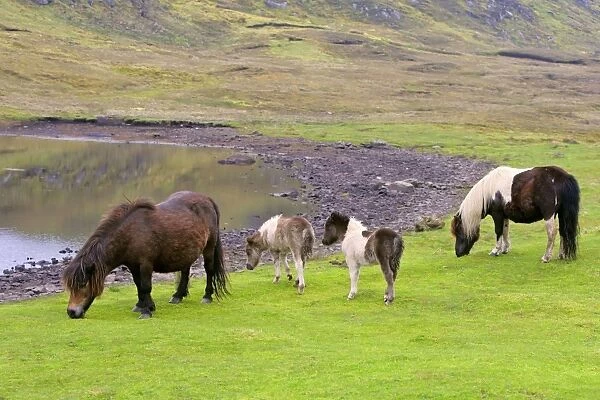 Piebald Shetland Pony - two adults and two foals grazing next to a pond - Central Mainland, Shetland Isles, Scotland, UK