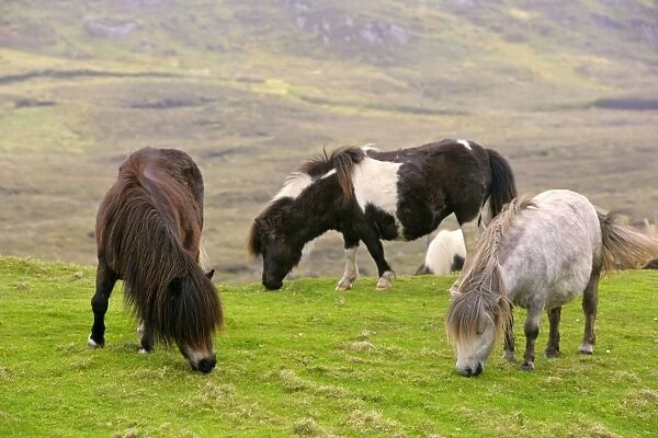 Piebald Shetland Pony - adults grazing on pasture Central Mainland, Shetland Isles, Scotland, UK
