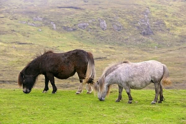 Piebald Shetland Pony - two adults grazing on pasture Central Mainland, Shetland Isles, Scotland, UK