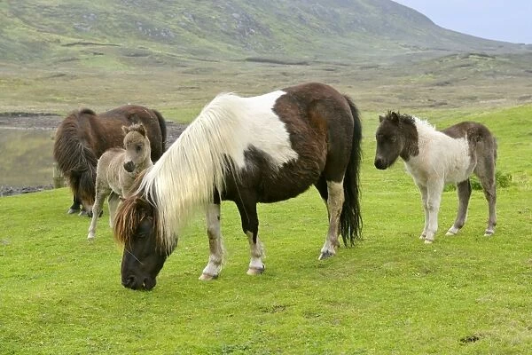 Piebald Shetland Pony - herd with mares and foals on pasture Central Mainland, Shetland Isles, Scotland, UK