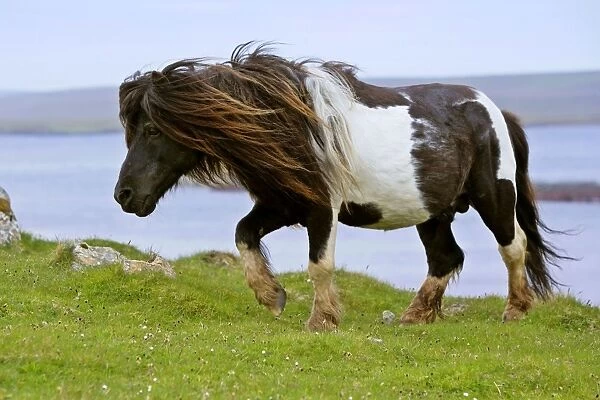Piebald Shetland Pony - magnificent leading stud of wild pony herd Yell, Shetland Isles, Scotland, UK