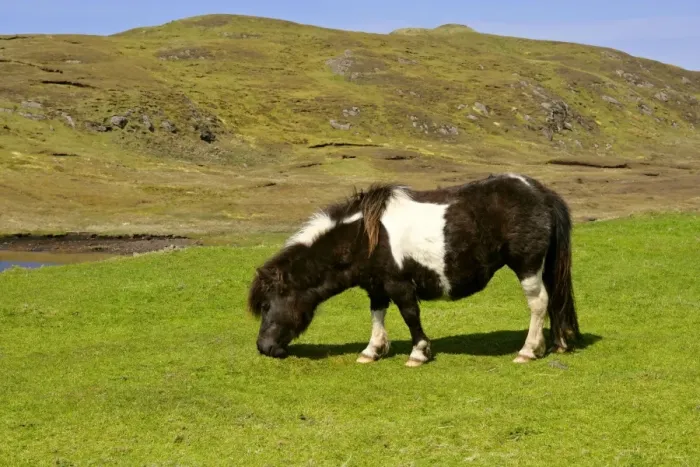 Framed Print : Piebald Shetland Pony - mare grazing on pasture Central Mainland, Shetland Isles, Scotland, UK Framed Print : Piebald Shetland Pony - mare grazing on pasture Central Mainland, Shetland Isles, Scotland, UK