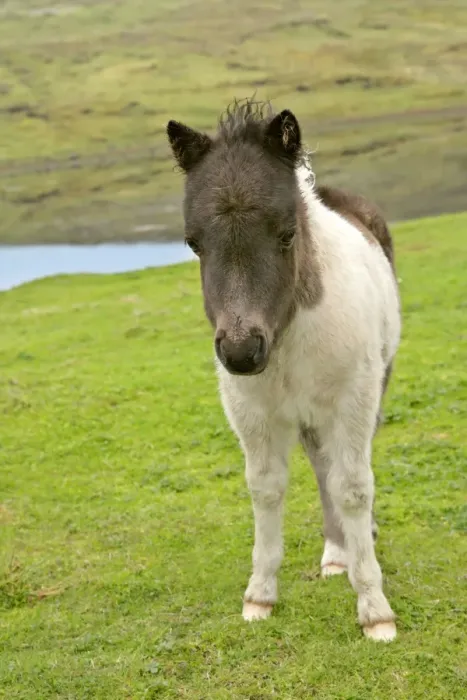 Framed Print : Piebald Shetland Pony - front view of cute foal Central Mainland, Shetland Isles, Scotland, UK Framed Print : Piebald Shetland Pony - front view of cute foal Central Mainland, Shetland Isles, Scotland, UK