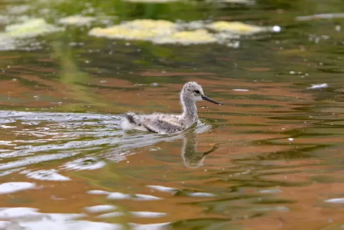Framed Print : Pied Avocet - chick. Pensthorpe - Norfolk - UK