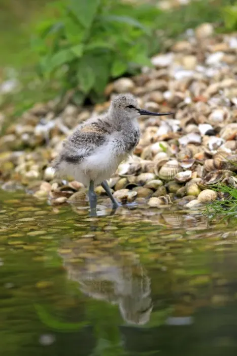 Framed Print : Pied Avocet - chick. Pensthorpe - Norfolk - UK Framed Print : Pied Avocet - chick. Pensthorpe - Norfolk - UK