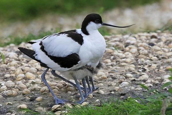 Pied Avocet - protecting young. Pensthorpe - Norfolk - UK