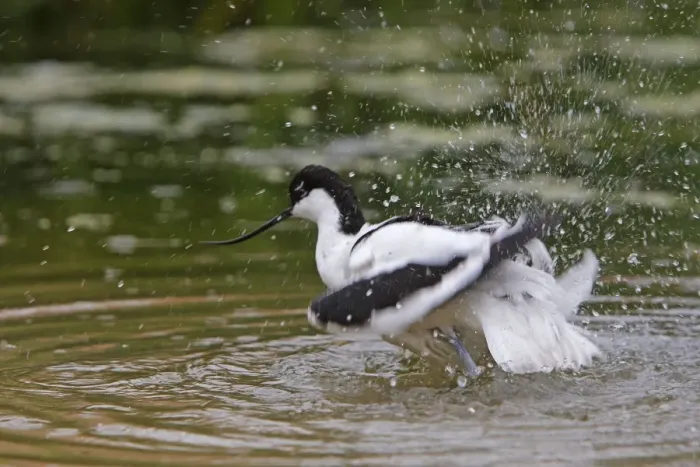 Framed Print : Pied Avocet - in water. Pensthorpe - Norfolk - UK Framed Print : Pied Avocet - in water. Pensthorpe - Norfolk - UK