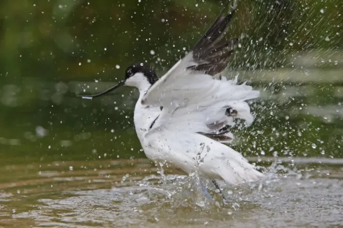 Framed Print : Pied Avocet - in water taking off. Pensthorpe - Norfolk - UK Framed Print : Pied Avocet - in water taking off. Pensthorpe - Norfolk - UK