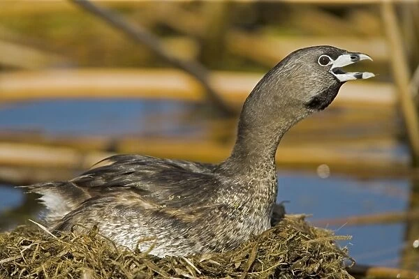 Pied-billed Grebe-Calling-Nesting-New York, USA-Common in shallow fresh water-Rare in salt water-A small solitary stocky grebe with a high bill-Rarely flies-Escapes by diving or slowly sinking below the surface-Nests around marshy ponds
