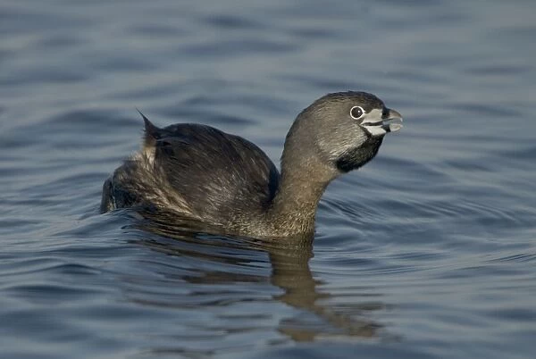 Pied-billed Grebe - Callling - Common in shallow fresh water-Rare in salt water-A small solitary stocky grebe with a high bill-Rarely flies-Escapes by diving or slowly sinking below the surface-Nests around marshy ponds