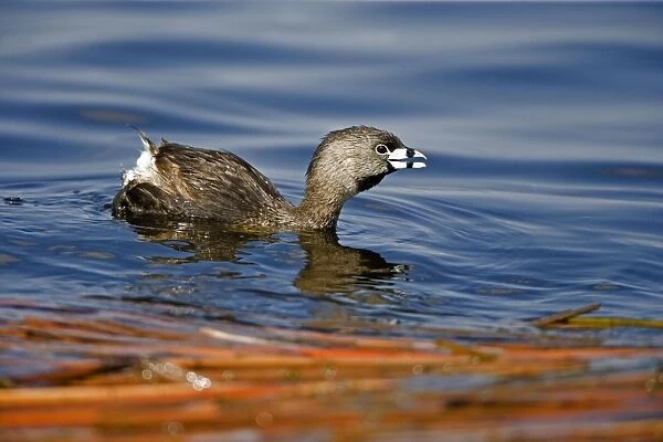 Pied-billed Grebe -Callling -New York, USA -Common in shallow fresh water-Rare in salt water-A small solitary stocky grebe with a high bill-Rarely flies-Escapes by diving or slowly sinking below the surface-Nests around marshy ponds