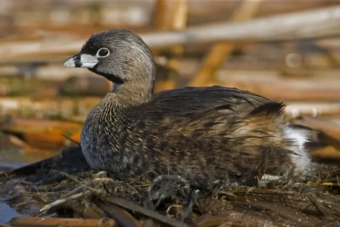 Framed Print : Pied-billed Grebe - On nest, common in shallow fresh water-Rare in salt water-A small solitary stocky grebe with a high bill-Rarely flies-Escapes by diving or slowly sinking below the surface-Nests around marshy ponds Framed Print : Pied-billed Grebe - On nest, common in shallow fresh water-Rare in salt water-A small solitary stocky grebe with a high bill-Rarely flies-Escapes by diving or slowly sinking below the surface-Nests around marshy ponds