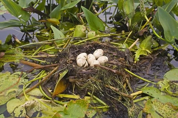 Pied-billed Grebe nest with eggs, Podilymbus podiceps. Maine in July