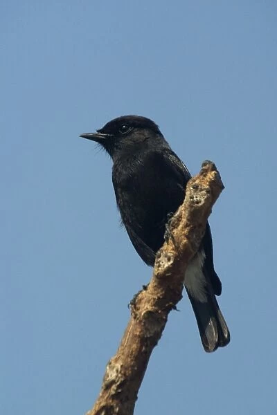 Pied Bushchat  /  Pied Bush Chat- Male perched on branch. Frequents cultivated areas and open country with scattered bushes. Photographed near Goa, India, Asia