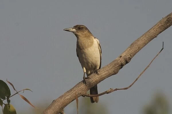 Pied Butcherbird - Immature. At Drysdale Station, Mitchell Plateau, Kimberleys, Western Australia. A common species found in most habitats throughout Australia except for the south and south-east