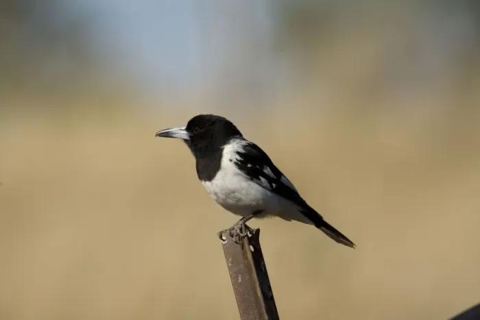 Framed Print : Pied Butcherbird male Near a cattle watering trough, near Gibb River Road, Kimberley, Western Australia Framed Print : Pied Butcherbird male Near a cattle watering trough, near Gibb River Road, Kimberley, Western Australia