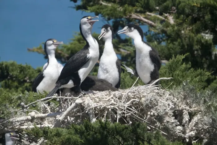 Framed Print : Pied Cormorant A family group at their nest in a macrocarpa tree beside the ocean just north of Kaikoura, South Island, New Zealand