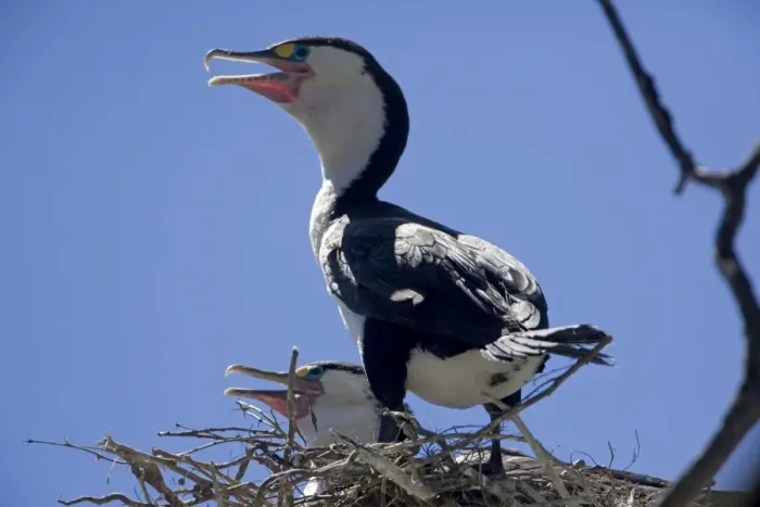 Framed Print : Pied Cormorant - on nest - Moenui Bay - Marlborough Sounds - New Zealand Framed Print : Pied Cormorant - on nest - Moenui Bay - Marlborough Sounds - New Zealand
