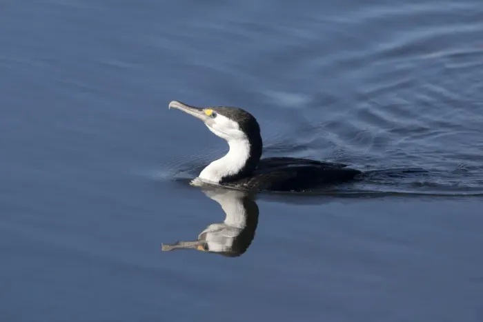 Framed Print : Pied Cormorant - in a stream near Waikuku - Canterbury - New Zealand Framed Print : Pied Cormorant - in a stream near Waikuku - Canterbury - New Zealand