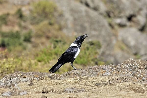 Pied Crow. Simien mountains - Ethiopia