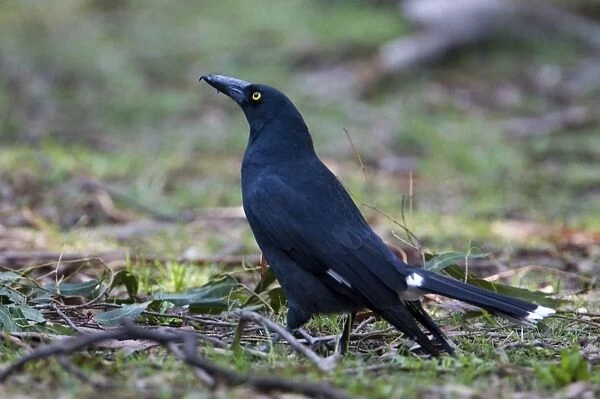 Pied Currawong In the Badger Creek Picnic area, Healesville, Victoria, Australia
