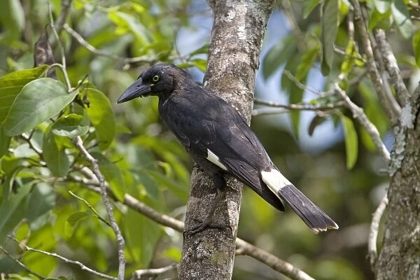 Pied Currawong - perched in a persimmon tree - near Malanda, Queensland, Australia