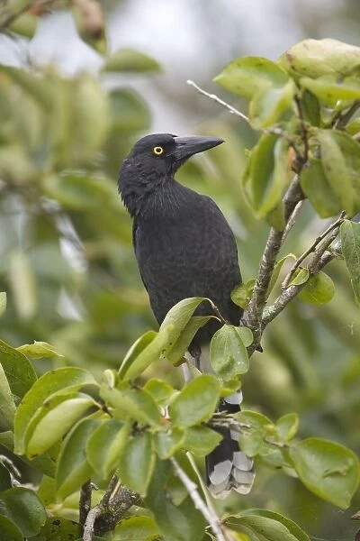 Pied Currawong - perched in a persimmon tree - near Malanda - Queensland - Australia