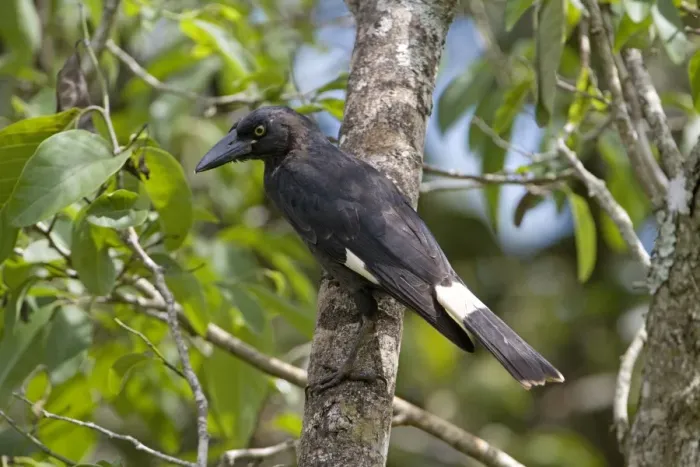 Framed Print : Pied Currawong - perched in a persimmon tree - near Malanda, Queensland, Australia