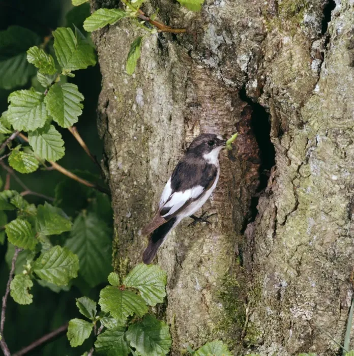 Framed Print : Pied Flycatcher Framed Print : Pied Flycatcher