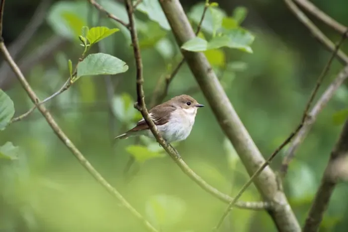 Framed Print : Pied Flycatcher - female