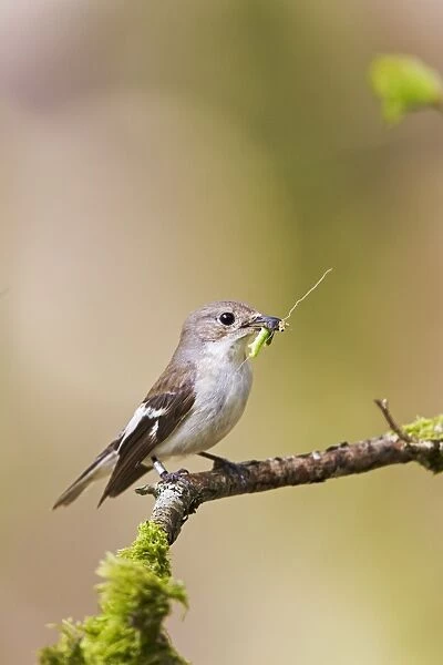 Pied Flycatcher - female with food in mouth - Mid Wales 10717