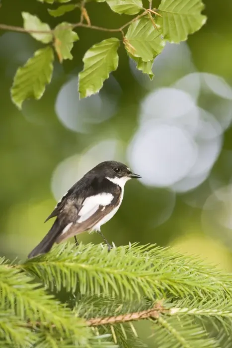 Framed Print : Pied flycatcher – male near nest – side view West Wales UK 004690 Framed Print : Pied flycatcher – male near nest – side view West Wales UK 004690