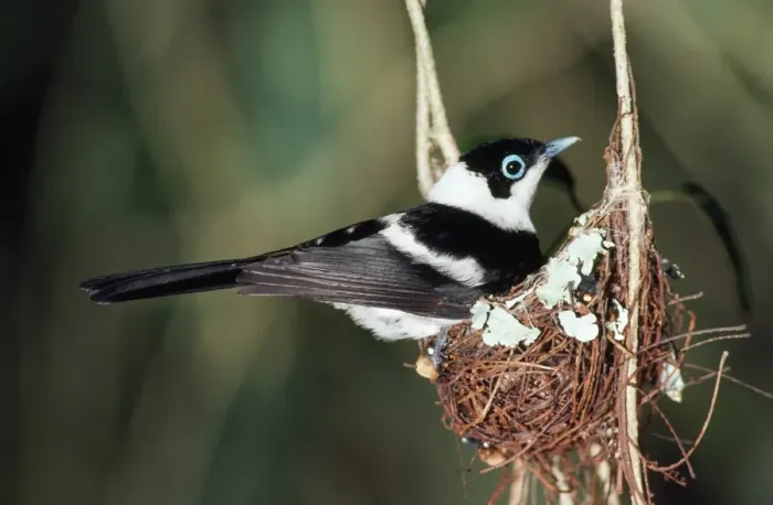 Framed Print : Pied Flycatcher / Monarch - male on nest in rainforest North Queensland Australia Framed Print : Pied Flycatcher / Monarch - male on nest in rainforest North Queensland Australia
