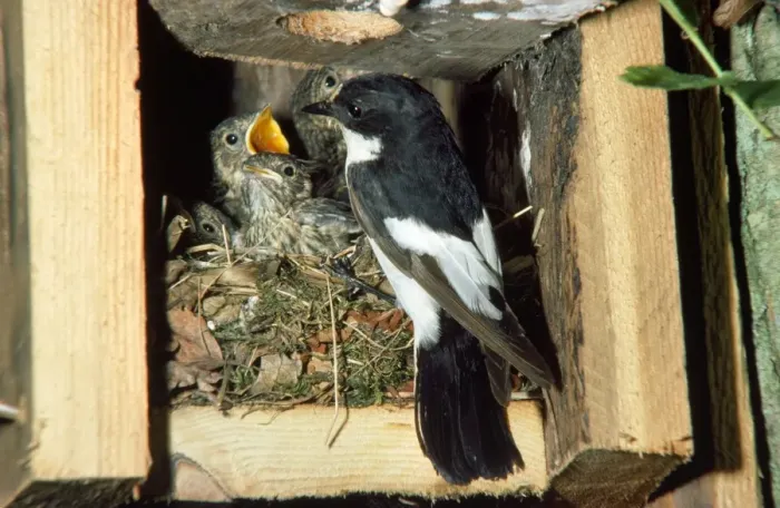 Framed Print : Pied Flycatcher - at nest feeding young Framed Print : Pied Flycatcher - at nest feeding young
