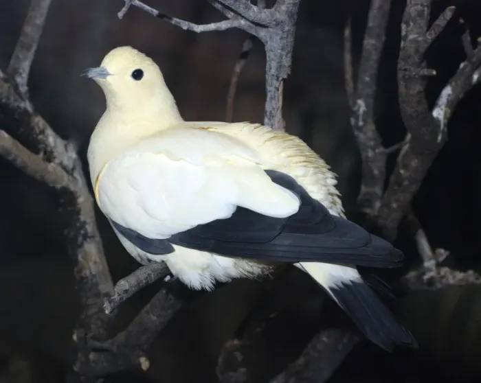 Framed Print : Pied Imperial Pigeon - Coastal New Guinea forests Framed Print : Pied Imperial Pigeon - Coastal New Guinea forests