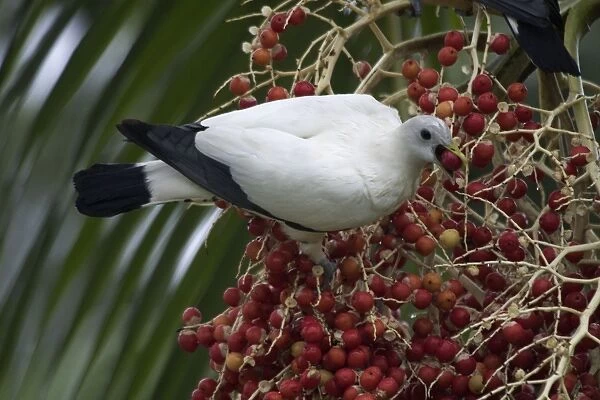Pied Imperial-Pigeon Eating berries Urban Darwin, Northern Territory, Australia