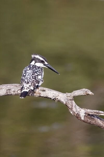 Pied Kingfisher - Keoladeo Ghana National Park - Bharatpur - Rajasthan - India BI018116