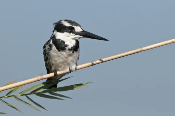 Framed Print : Pied Kingfisher - perched on reed stem - Okavango River - Botswana Framed Print : Pied Kingfisher - perched on reed stem - Okavango River - Botswana