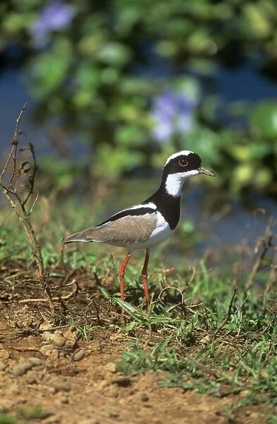 Pied Lapwing - adult - Northern South America