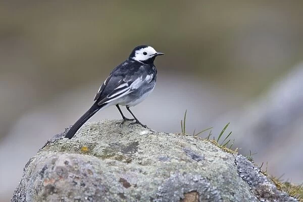 Pied Wagtail - adult perching on lichen covered rock. Cairngorms, Scotland