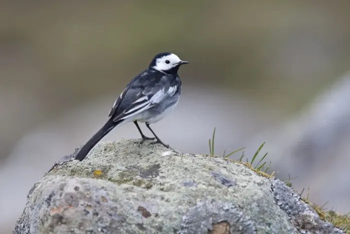 Framed Print : Pied Wagtail - adult perching on lichen covered rock. Cairngorms, Scotland Framed Print : Pied Wagtail - adult perching on lichen covered rock. Cairngorms, Scotland