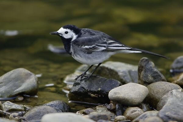 Pied Wagtail - British race, adult singing on hill stream Northumberland, England