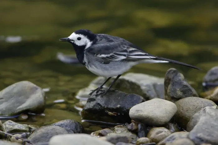 Framed Print : Pied Wagtail - British race, adult singing on hill stream Northumberland, England