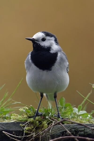 Pied Wagtail - European race, adult in garden Lower Saxony, Germany