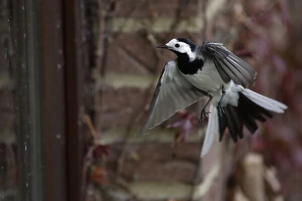 Pied Wagtail - European race, Displaying to reflection in window during breeding season Lower Saxony, Germany